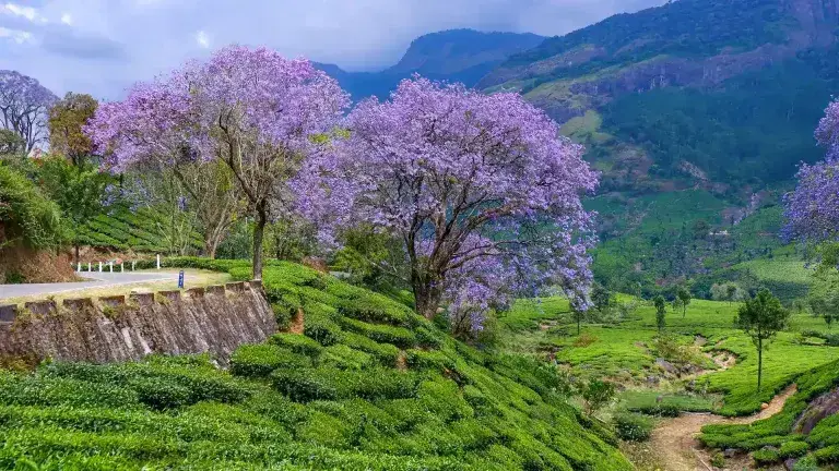 munnar